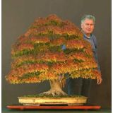 Bodur Çınar Bonzai Ağacı Tohumu 5 Adet Bonsai Ağacı Tohumu