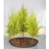 Bodur Cupressus Bonzai Ağacı Tohumu 5 Adet Tohum Bonsai Ağacı Tohumu