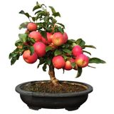 Bodur Elma Bonzai Ağacı Tohumu 3 Tohum +Süpriz Bonsai Tohumu