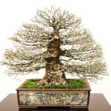 Bodur Enkianthus Bonzai Ağacı Tohumu 5 Adet Tohum Bonsai Ağacı Tohumu