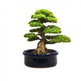 Bodur Fıstık Çamı Bonzai Ağacı Tohumu 2 Tohum + Süpriz Bonsai Toh