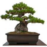 Bodur Fıstık Çamı Bonzai Ağacı Tohumu Ekim Seti 2 Tohum +Saksı+To