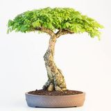 Bodur Gümüş Akasya Bonzai Ağacı Tohumu 5 Adet Tohum Bonsai Ağacı Tohumu