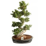 Bodur Hambeles Bonzai Ağacı Tohumu 5 Adet Tohum Bonsai Ağacı Tohumu