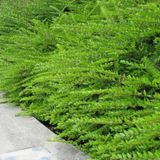 Bodur Hanımeli [lonicera Nitida] Fidanı Bodur Çit Bitkisi 1-2 yaş arası saksılı