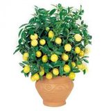 Bodur Hin Limonu Bonzai Ağacı Tohumu 5 Adet Bonsai Ağacı Tohumu