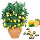 Bodur Hint Limonu Bonzai Ağacı Ekim Seti 5 Adet Tohum Saksı Toprak Kombin
