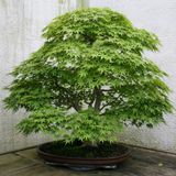 Bodur Japon Redwood Bonzai Ağacı Ekim Seti 5 Adet Tohum Saksı Toprak Kombin
