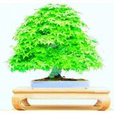 Bodur Japon Redwood Bonzai Ağacı Tohumu 5 Tohum + Süpriz Hediye
