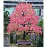 Bodur Katsura Bonzai Ağacı Tohumu 5 Adet Tohum Bonsai Ağacı Tohumu