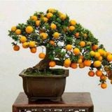 Bodur Kayısı Bonzai Ağacı Tohumu 2 Adet Bonsai Ağacı Tohumu