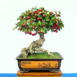 Bodur Kırmızı Alıç Bonzai Ağacı Tohumu 5 Adet Bonsai Ağacı Tohumu