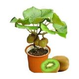 Bodur Kivi Bonsai Ağacı Tohumu 5 Tohum + Bonsai Ağacı Tohum