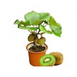 Bodur Kivi Bonzai Ağacı Tohumu 5 Tohum Bonsai Ağacı Tohumu