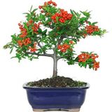 Bodur Kızılcık Bonzai Ağacı Tohumu 3 Tohum + Süpriz Bonsai Tohumu