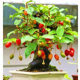 Bodur Kızılcık Bonzai Ağacı Tohumu 5 Adet Bonsai Ağacı Tohumu