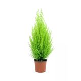 Bodur Limon Servi Çam Ağacı 30-50 Cm