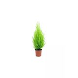 Bodur Limon Servi Çam Ağacı 30-60 Cm, 21548798659887