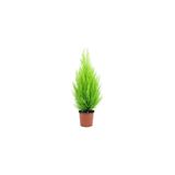 Bodur Limon Servi Çam Ağacı 30-60 Cm, BTSR574