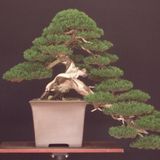 Bodur Lübnan Sediri Bonzai Ağacı Tohumu 5 Adet Bonsai Ağacı Tohumu
