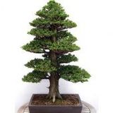 Bodur Lübnan Sediri Bonzai Ağacı Tohumu 5 Tohum +Süpriz Bonsai To
