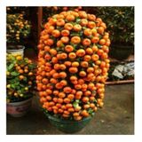 Bodur Mandalina Ağacı Tohumu 5 Adet Tohum