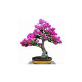 Bodur Mersin Bonzai Ağacı Tohumu 5 Adet Bonsai Ağacı Tohumu
