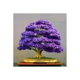 Bodur Mor Azalea Bonsai Ağacı Tohumu Seti, 5 Adet