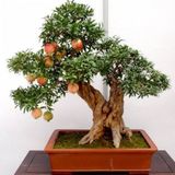 Bodur Nar Bonzai Ağacı Tohumu 5 Tohum +Süpriz Bonsai Ağacı Tohumu