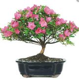 Bodur Orkide Bonzai Ağacı Tohumu 5 Tohum + Süpriz Bonsai Tohumu
