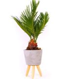Bodur Palmiye Bonzai Ağacı Tohumu 3 Adet Bonsai Ağacı Tohumu