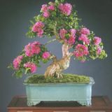 Bodur Pembe Gül Bonzai Ağacı Tohumu 5 Adet Tohum Bonsai Ağacı Tohumu