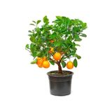Bodur Portakal Bonzai Ağacı Tohumu 5 Adet Bonsai Ağacı Tohumu
