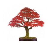 Bodur Red Maple Bonzai Ağacı Tohumu 5 Tohum + Süpriz Bonsai Tohum