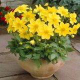 Bodur Red Yellow Dahlia Yıldız Çiçeği Tohumu (40 Tohum)