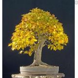 Bodur Sarı Alıç Bonzai Ağacı Tohumu 3 Tohum Bonsai Ağacı Tohumu