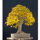 Bodur Sarı Alıç Bonzai Ağacı Tohumu 5 Adet Bonsai Ağacı Tohumu