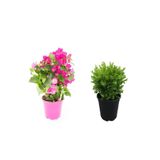 Bodur Şeker Pembe Begonvil Fidanı+Çalı Şimşiri 2'li Set Saksılı Bahçe Bitkisi, BTS001NA0930
