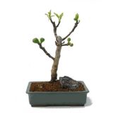 Bodur Siyah İncir Bonzai Ağacı Tohumu 5 Adet Tohum Bonsai Ağacı Tohumu