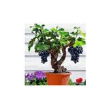 Bodur Siyah Üzüm Bonzai Ağacı Tohumu 10 Adet Bonsai Ağacı Tohumu
