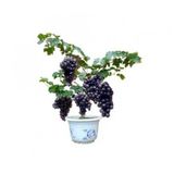 Bodur Siyah Üzüm Bonzai Ağacı Tohumu Ekim Seti 5 Tohum +Saksı+Top