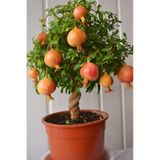 Bodur Süs Narı 1. Kalite Bahçe Balkon Salon Bitkisi 25 -30 cm