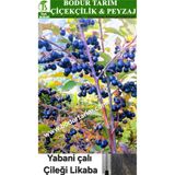 Bodur Tarım Bulancak 2 Yaşında Tam Bodur Doku Kültür Topraklı Tüplü Yabani Likaba Çalı Çileği Çilek Fidanı