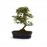 Bodur Tesbih Bonzai Ağacı Tohumu 5 Tohum + Süpriz Bonsai Tohumu