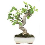Bodur Yeşil İncir Bonzai Ağacı Tohumu 5 Adet Tohum Bonsai Ağacı Tohumu