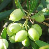 Bodur Yüksek Verimli Koroneiki Zeytin Fidanı