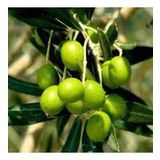 Bodur Zeytin 60 Cm 80 Cm
