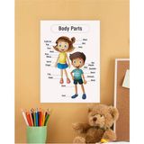 Body Parts-Vücudun Bölümleri Ingilizce Çocuk Eğitim Tekli Pvc Poster 21X30 cm