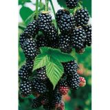 Böğürtlen Fidanı Saksılı 30 - 40 Cm