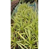 Bol Köklü Dolgun Kurdele Çiçeği Chlorophytum Comosum 20-40cm